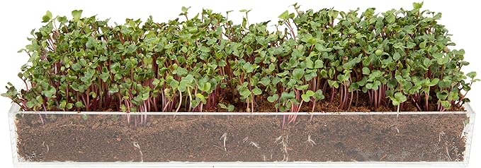Window Garden Microgreens Grow Kit - Non GMO, Organic Microgreen Seeds, Fiber Soil, Acrylic Tray, Sprayer - Indoor & Outdoor Tools for Gardening, Seedling, Planting Superfood, Hydroponic Growing Kit