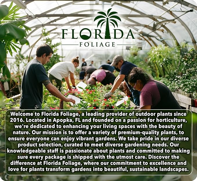 Royal Fern | 20 Live Plants | Osmunda regalis | Decorative Shade-Loving Perennial | Lush Green Foliage for Moist Gardens & Landscapes