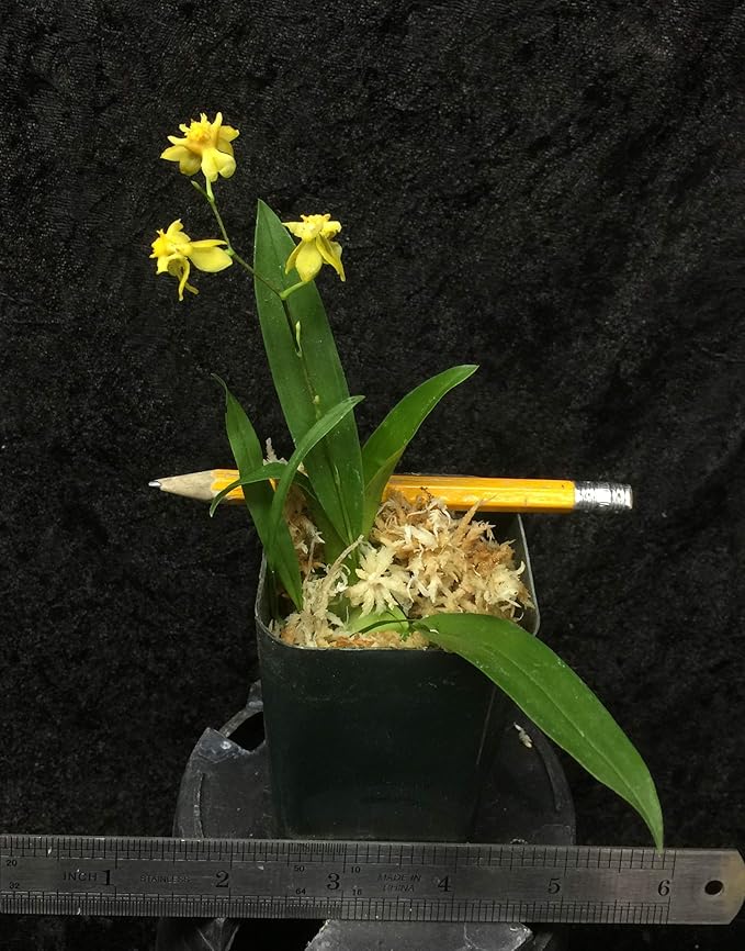 '-Onc. Twinkle 'Yellow Bird' - Fragrant Blooms Easy to Grow and Bloom! Miniature windowsill-Size, Cool and Warm Tolerant. Yellow Flowered Variety. NOT in-Bud/Bloom When Shipped