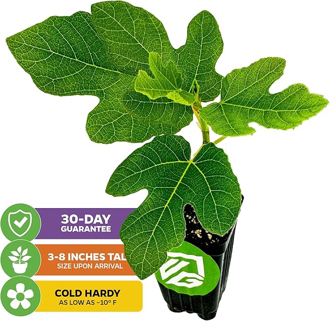 Chicago Hardy Fig Tree - Ficus carica by Wellspring Gardens - Hardy & Fruitful - Ideal for Gardens - Purple-Skinned Figs - Backyard Orchard - Edible Landscape Plant - Beginner Friendly Fruit Tree