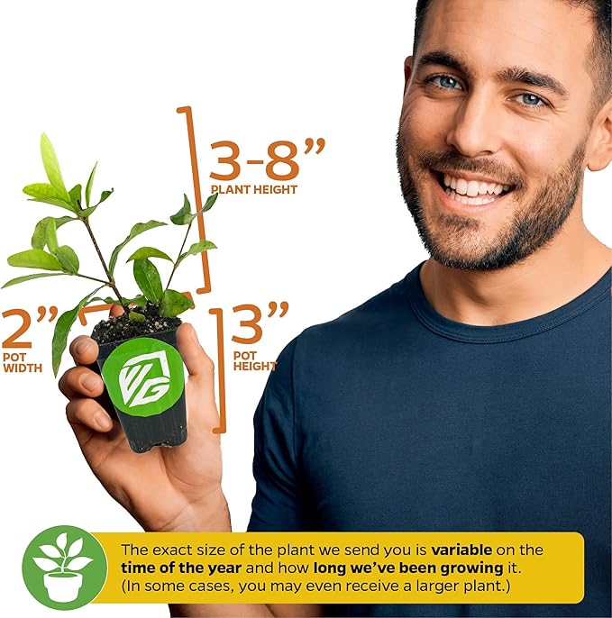 Barbados Cherry Live Plant (Acerola/Wild Crapemyrtle) - Malpighia emarginata - Wellspring Gardens Starter Plant - Healthy Live Plant - Compact Size Fresh Fruit, Ideal for Gardens & Containers