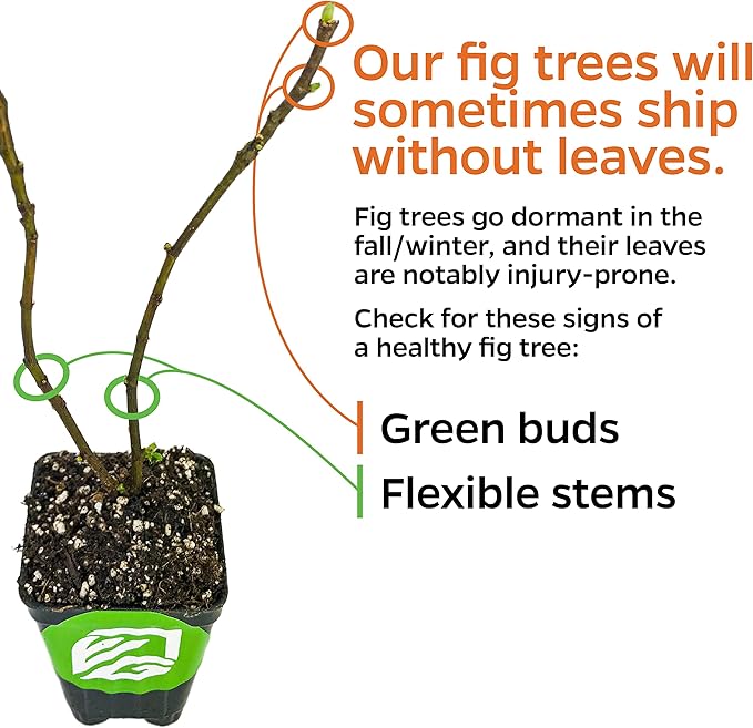 LSU Gold Fig Tree Starter Plant - Ficus carica by Wellspring Gardens - Fig Live Plants- Fig Tree - Fig Plant - Fig Trees Live Plants for Plants Enthusiast