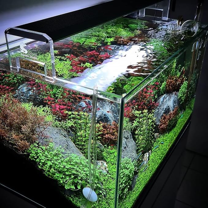 Live Aquarium Stem Plants - Freshwater Aquatic Plant for Fish Tanks, Aquascaping - (Cyperus Helferi, 4 Bunches)