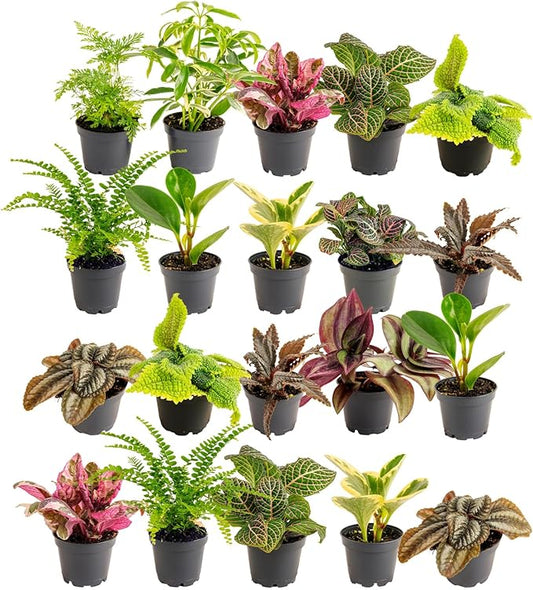 Costa Farms Live Plants (Pack of 20), Easy to Grow Live Indoor Houseplants in 2.5-Inch Plant Pots, Hand-Selected Varieties, Home and Room Decor