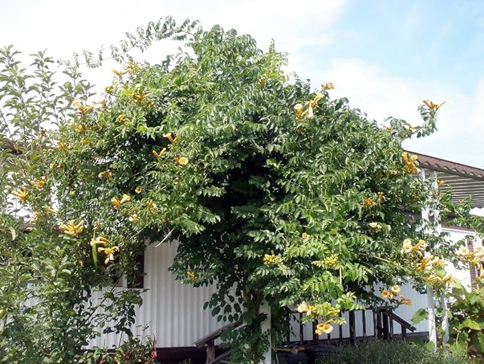 Yellow Trumpet Vine Plant - Campsis radicans - Flava - 2.5" Pot