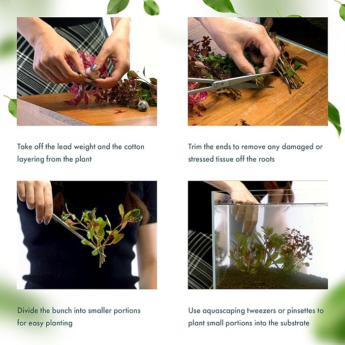 Dwarf Hygrophila Corymbosa Siamensis Live Aquarium Plant - Freshwater Fish Tank Decorations and Natural Aquatic Decor (1)