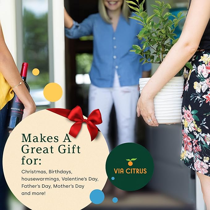 Persian Lime Plant Fruit Trees - Indoor Fruit Trees Live Plants, Outdoor Plants Live, Citrus Tree Pots for Housewarming, Patio, Lime Garden, Cannot Ship: CA,AZ,TX,LA, Real Indoor Tree by Via Citrus