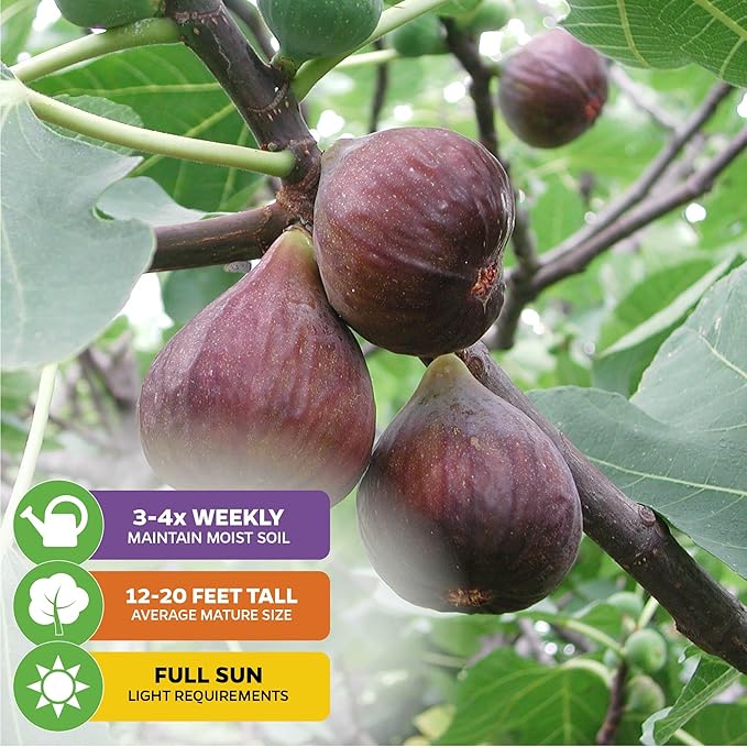 Chicago Hardy Fig Tree - Ficus carica by Wellspring Gardens - Hardy & Fruitful - Ideal for Gardens - Purple-Skinned Figs - Backyard Orchard - Edible Landscape Plant - Beginner Friendly Fruit Tree