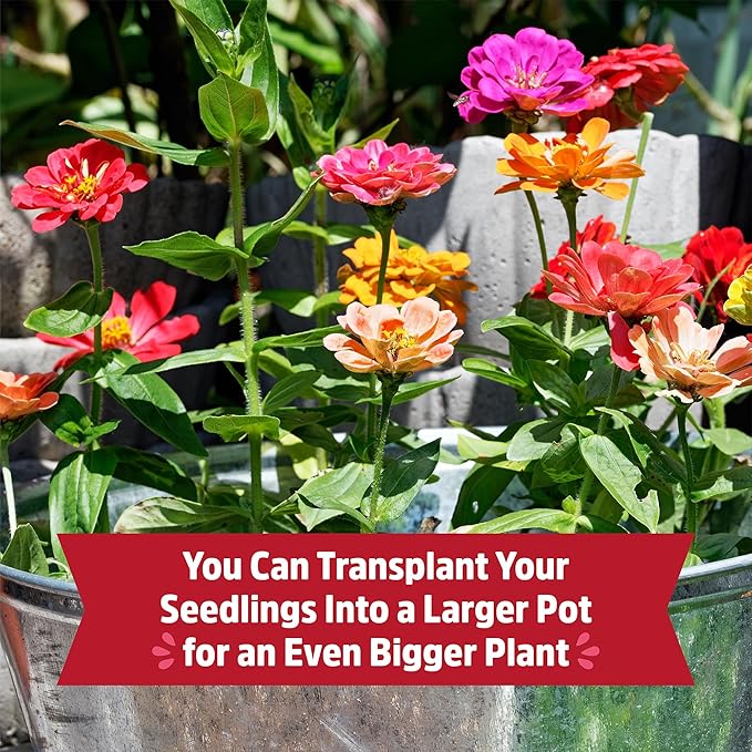 Back to the Roots Organic Zinnia Flower Grow Kit with Plantable Starting Pot Soil and Seeds