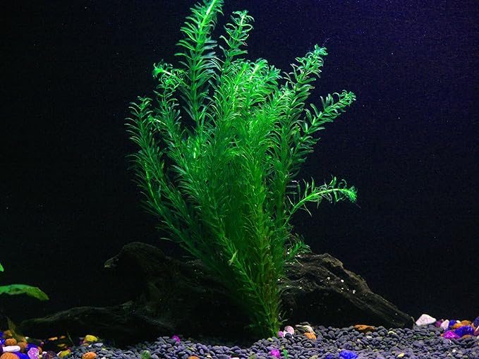 30+ Stems - 8 Species - - Anacharis, Amazon, Rotala, Ludwigia and More!