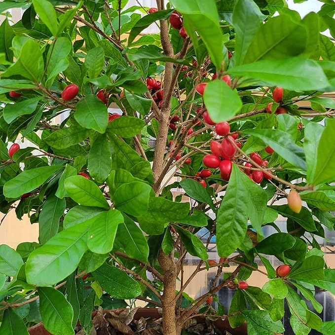 Set of 4 Miracle Berry Plants (Synsepalum dulcificum) - Unique Fruit That Makes Sour Foods Taste Sweet - Live Seedlings for Home or Garden