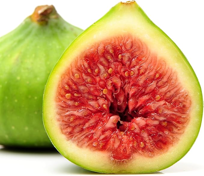 Kadota Fig Tree Live Plant - Ficus carica - Wellspring Gardens Starter Plant