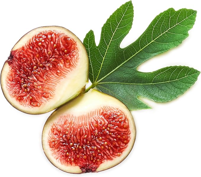 Magnolia Brunswick Fig Tree - Ficus carica by Wellspring Garden - Captivating & Abundant Fruit Producer - Versatile Fruit Tree - Robust Growth - Garden Ornamental