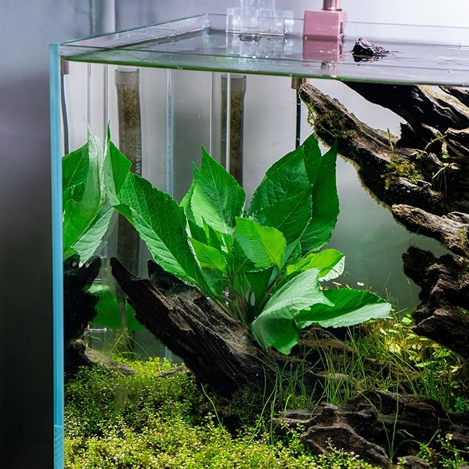 Dwarf Hygrophila Corymbosa Siamensis Live Aquarium Plant - Freshwater Fish Tank Decorations and Natural Aquatic Decor (1)