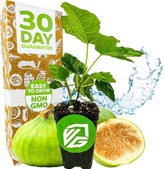 Lattarula Honey Fig (Italian Honey) Live Fig Plant - Ficus carica by Wellspring Gardens - Starter Plant for Your Garden and Patio - Grow Your Own Edible Fruit Tree
