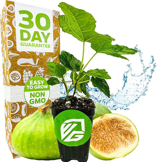 Lattarula Honey Fig (Italian Honey) Live Fig Plant - Ficus carica by Wellspring Gardens - Starter Plant for Your Garden and Patio - Grow Your Own Edible Fruit Tree