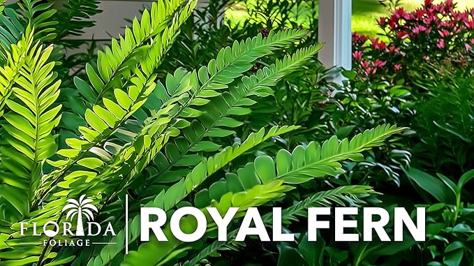 Royal Fern | 3 Live Plants | Osmunda regalis | Decorative Shade-Loving Perennial | Lush Green Foliage for Moist Gardens & Landscapes