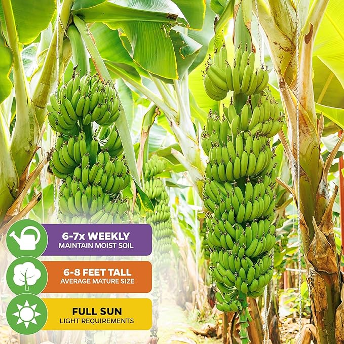 Double Mahoi Banana Plant – Musa ‘Double Mahoi’ by Wellspring Gardens – Live Dwarf Banana Tree – Grows Two Racks of Fruit – Edible & Ornamental – Great for Patio or Indoor Growing (2-Pack)